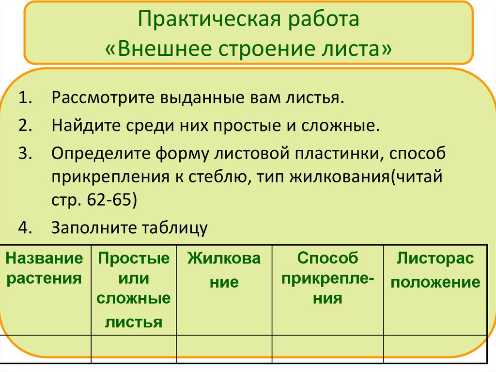 Практическая работа «Внешнее строение листа»