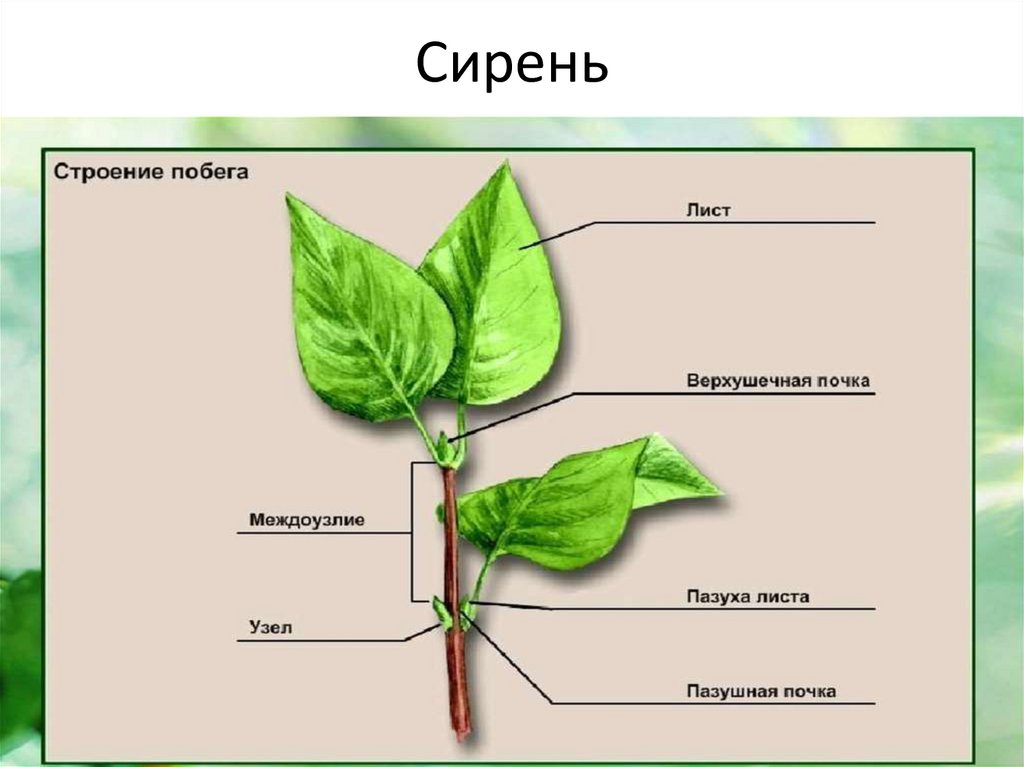Сирень