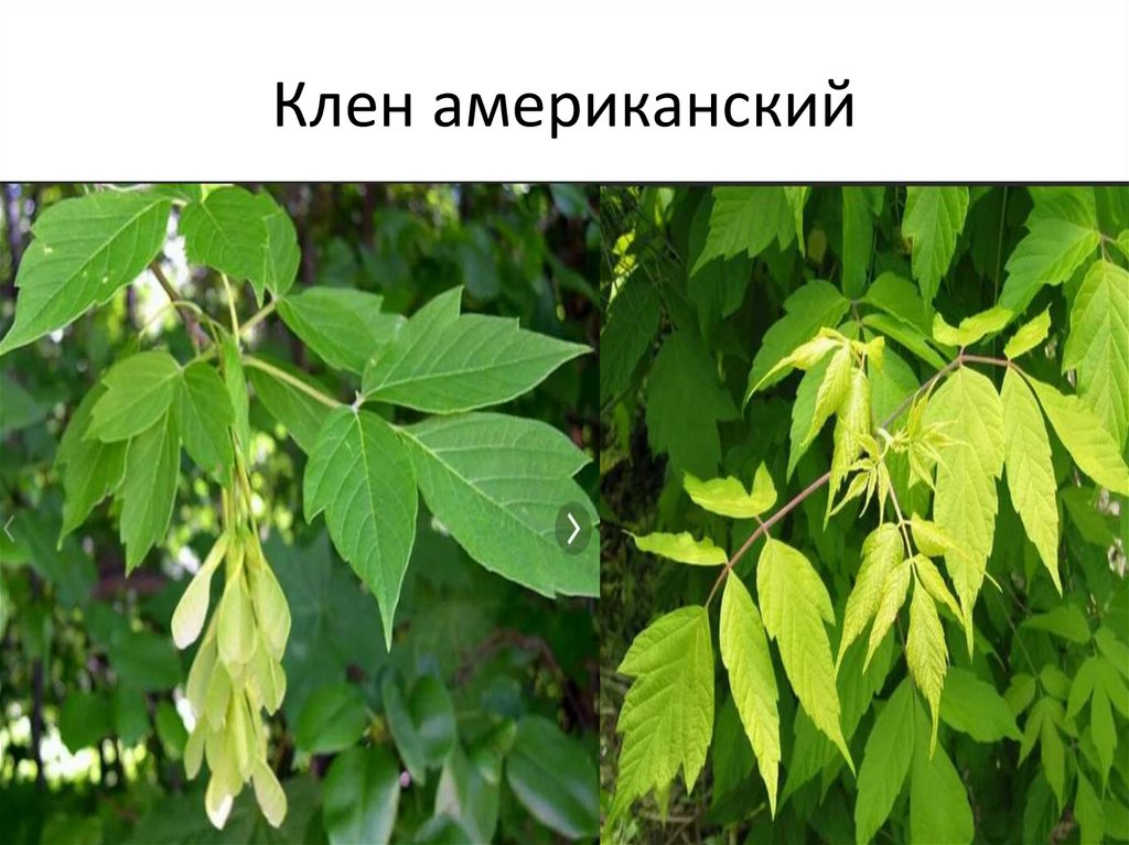 Клен американский