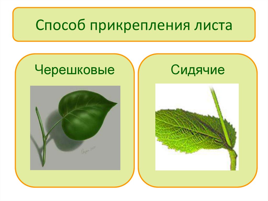 Способ прикрепления листа