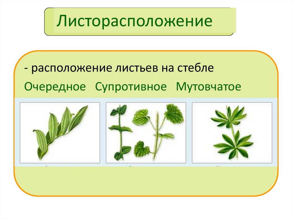 Листорасположение