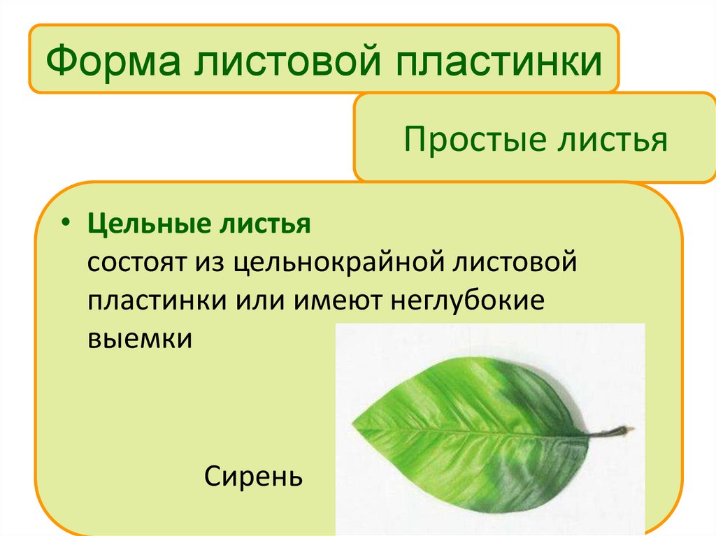 Простые листья