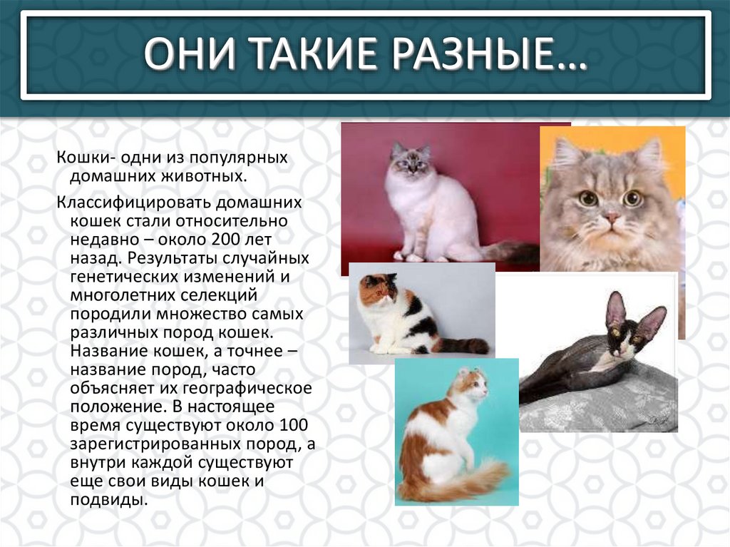 ОНИ ТАКИЕ РАЗНЫЕ…