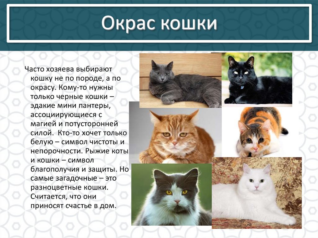 Окрас кошки