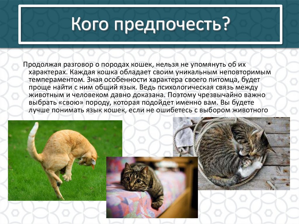 Кого предпочесть?