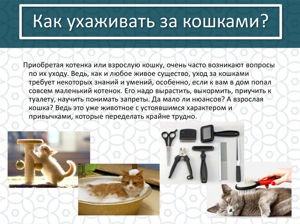 Как ухаживать за кошками?