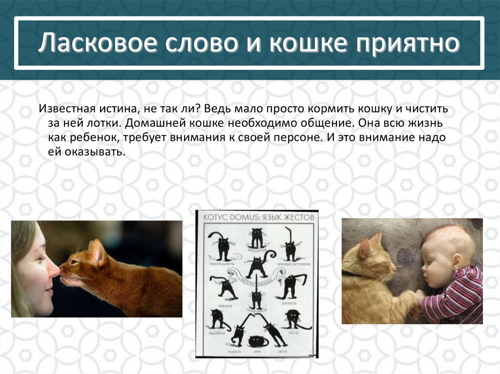 Ласковое слово и кошке приятно