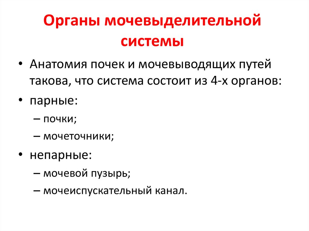 Органы мочевыделительной системы