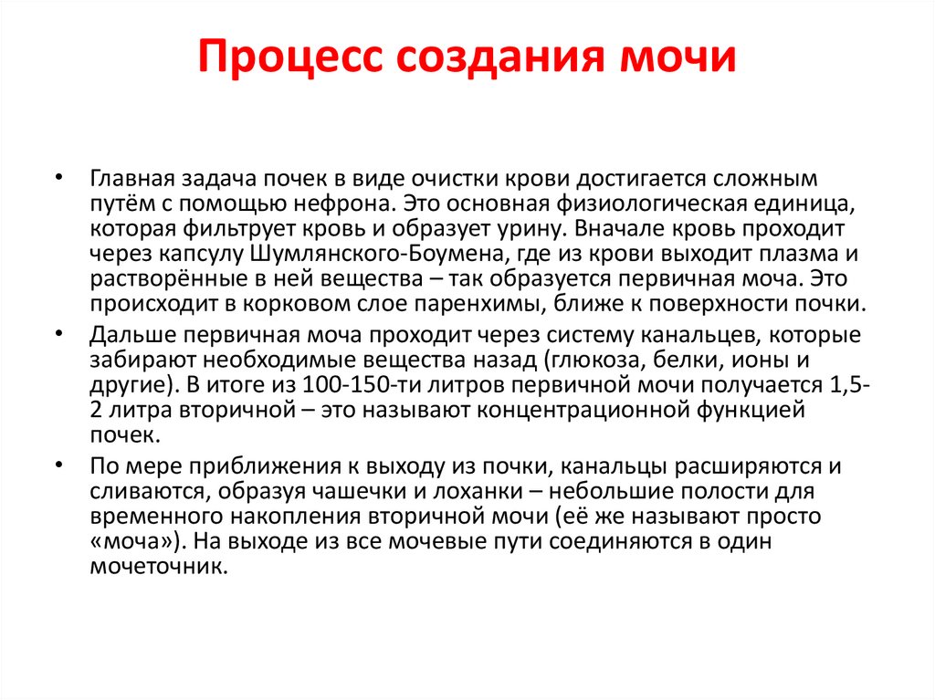 Процесс создания мочи