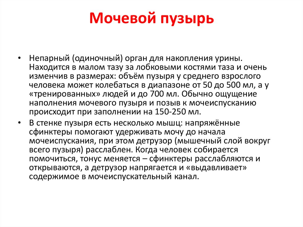 Мочевой пузырь