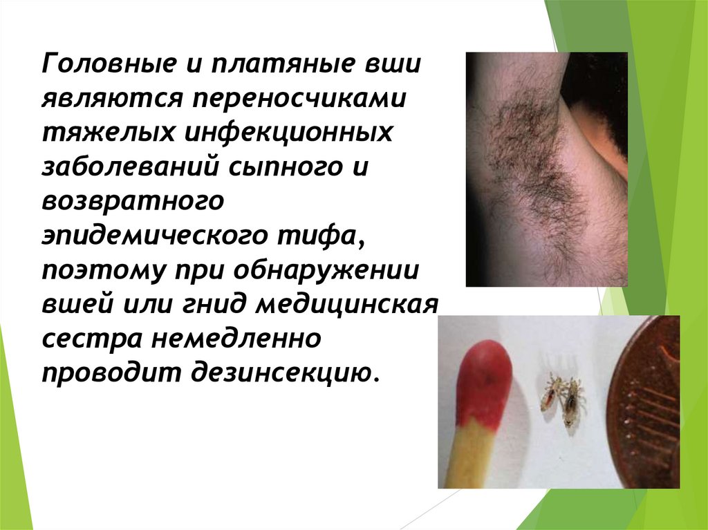 Головные и платяные вши являются переносчиками тяжелых инфекционных заболеваний сыпного и возвратного эпидемического тифа,