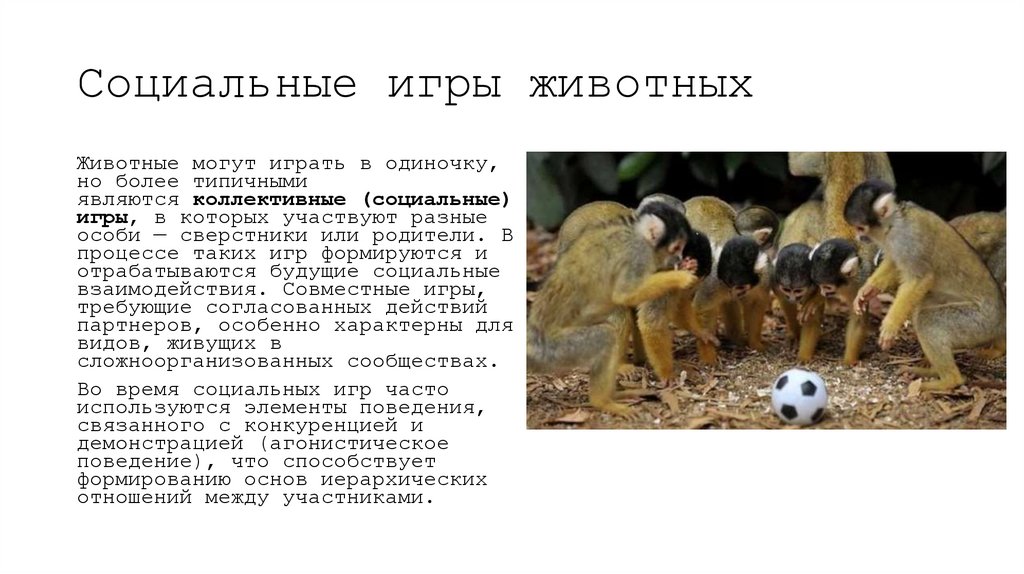 Социальные игры животных