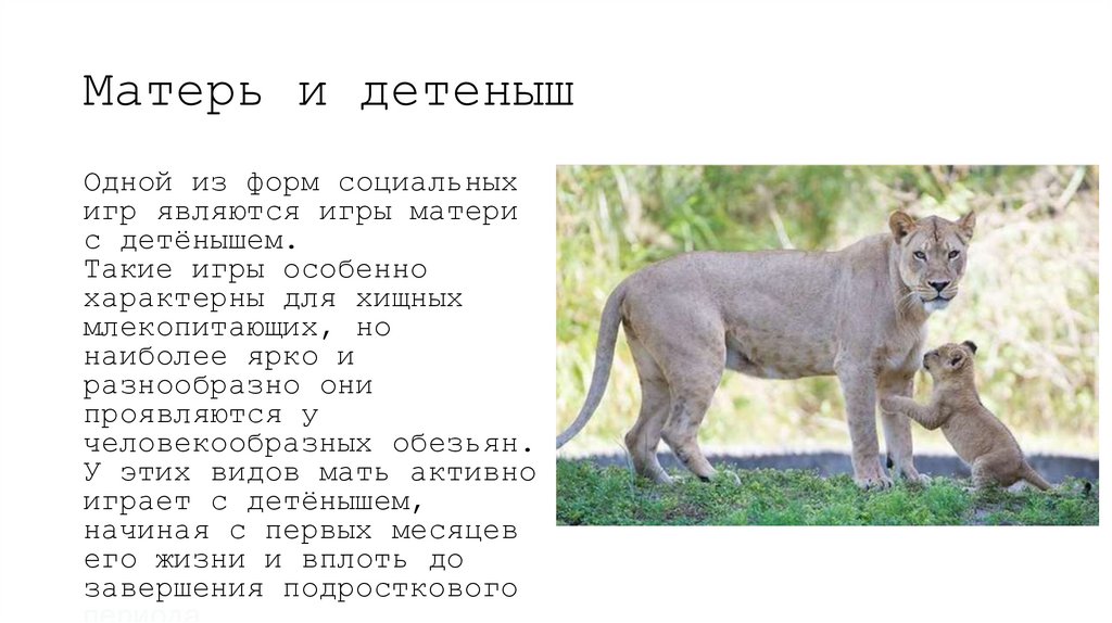 Матерь и детеныш