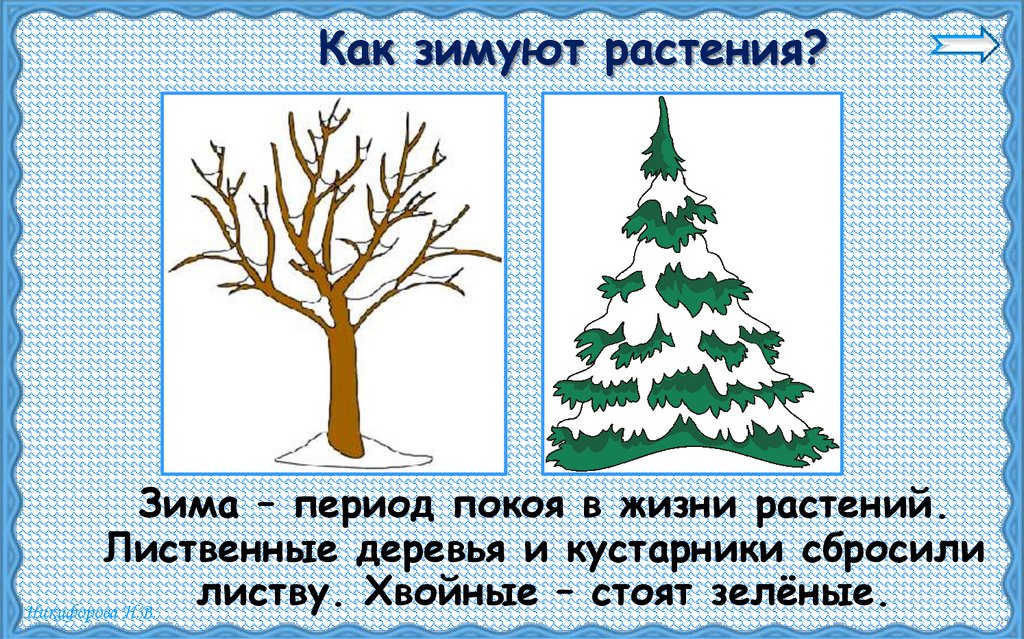 Как зимуют растения?