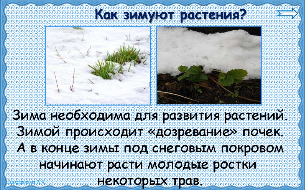 Как зимуют растения?