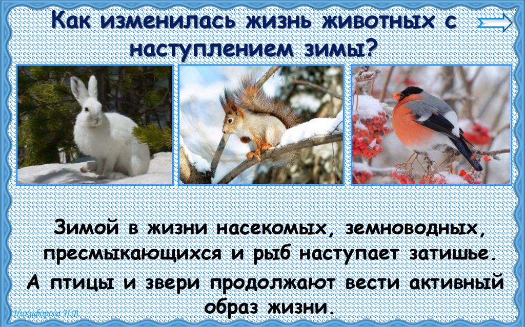 Как изменилась жизнь животных с наступлением зимы?