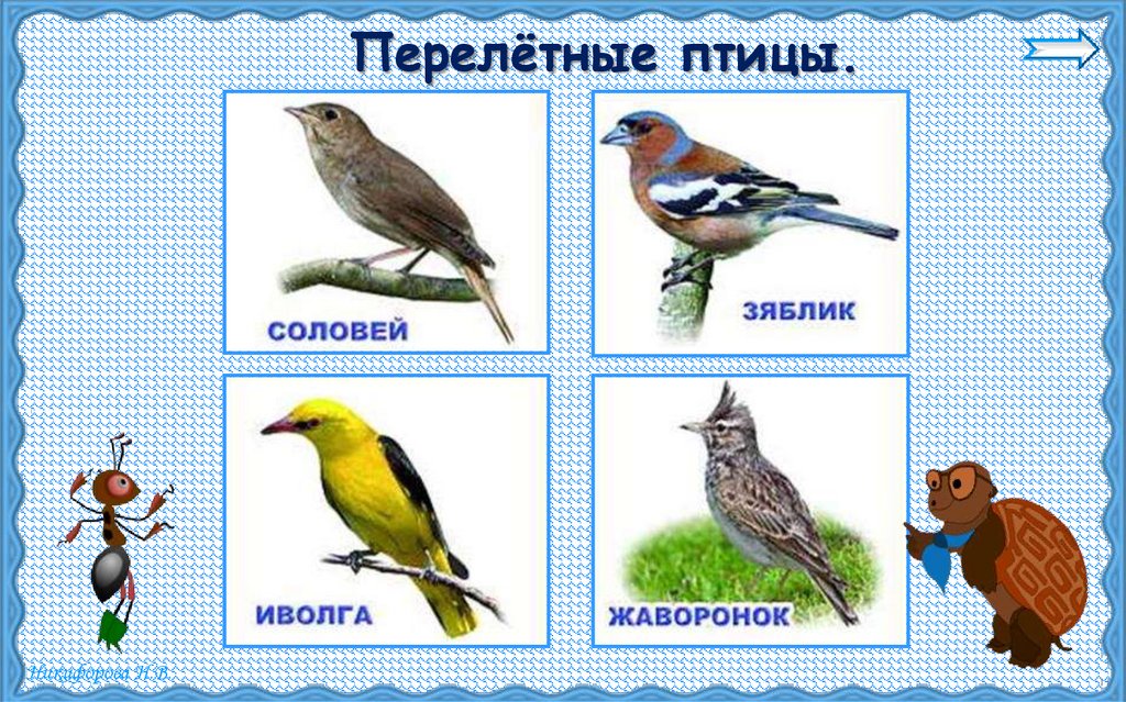 Перелётные птицы.