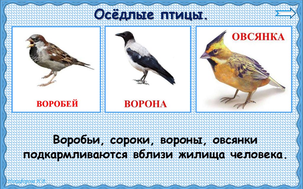 Осёдлые птицы.