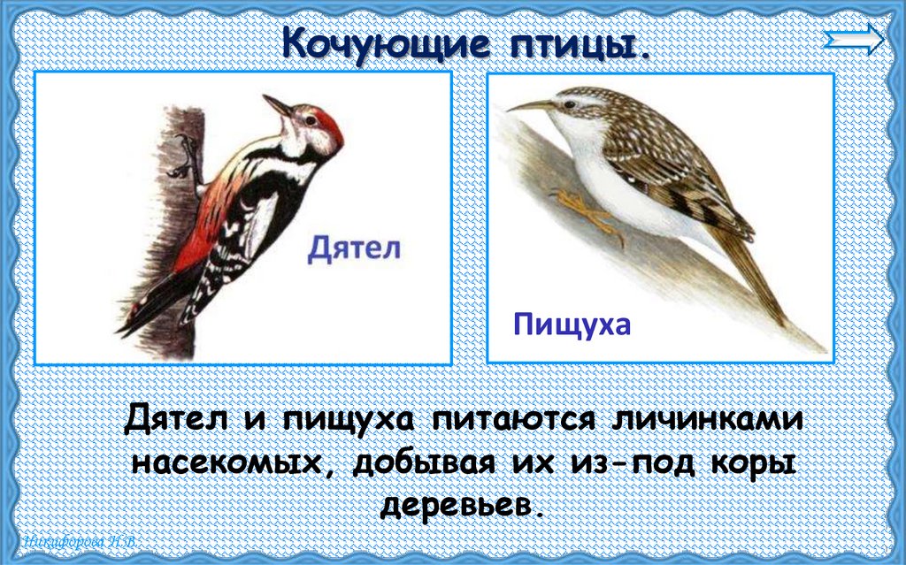 Кочующие птицы.