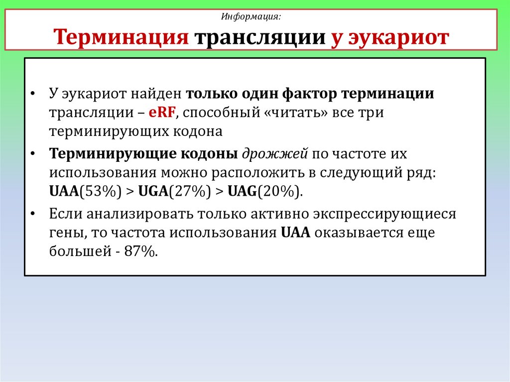 Информация: Терминация трансляции у эукариот