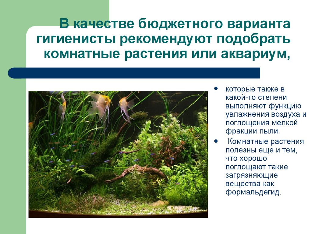 В качестве бюджетного варианта гигиенисты рекомендуют подобрать комнатные растения или аквариум,