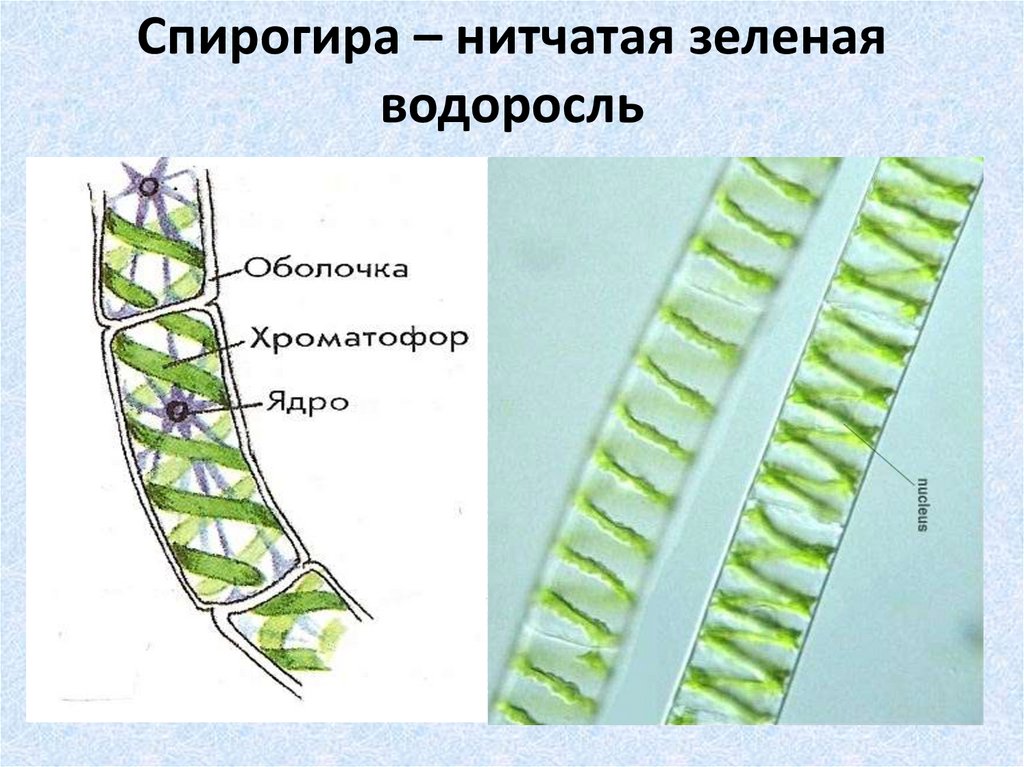 Спирогира – нитчатая зеленая водоросль