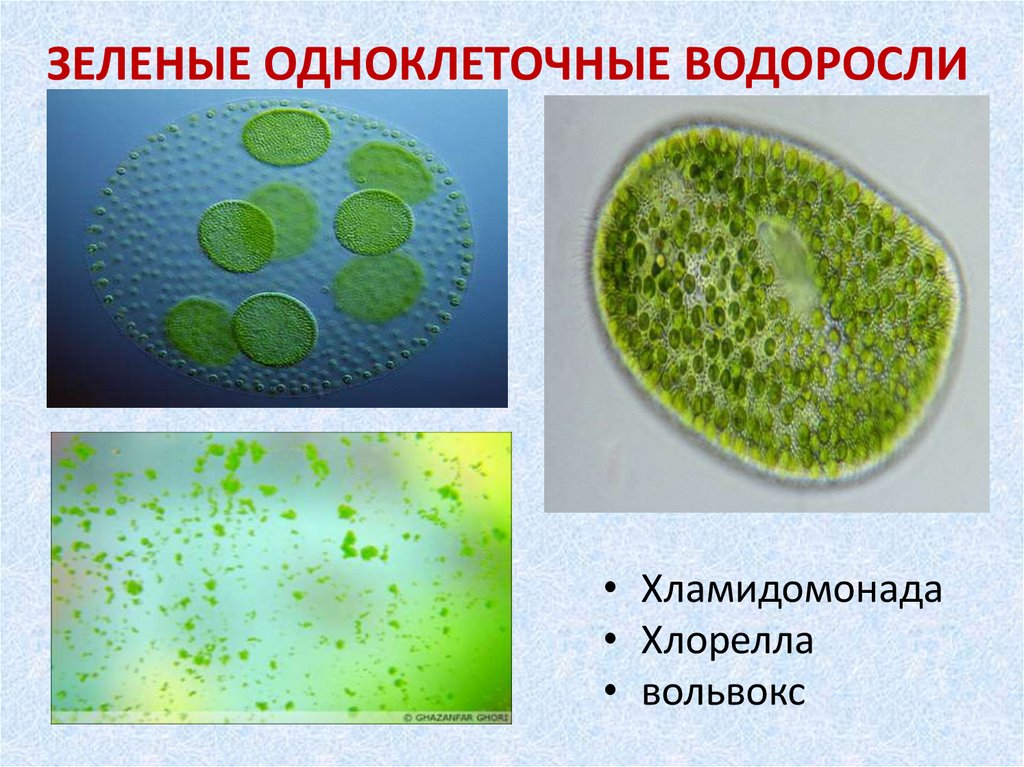 ЗЕЛЕНЫЕ ОДНОКЛЕТОЧНЫЕ ВОДОРОСЛИ