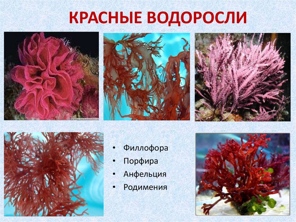 КРАСНЫЕ ВОДОРОСЛИ