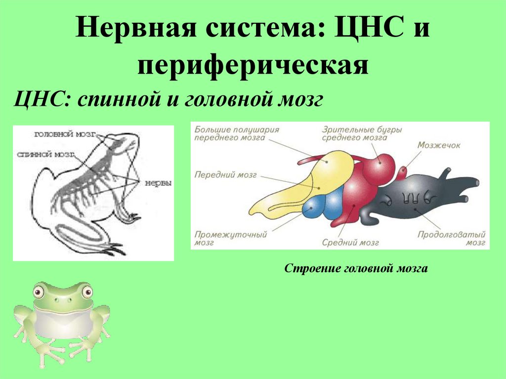 Нервная система: ЦНС и периферическая