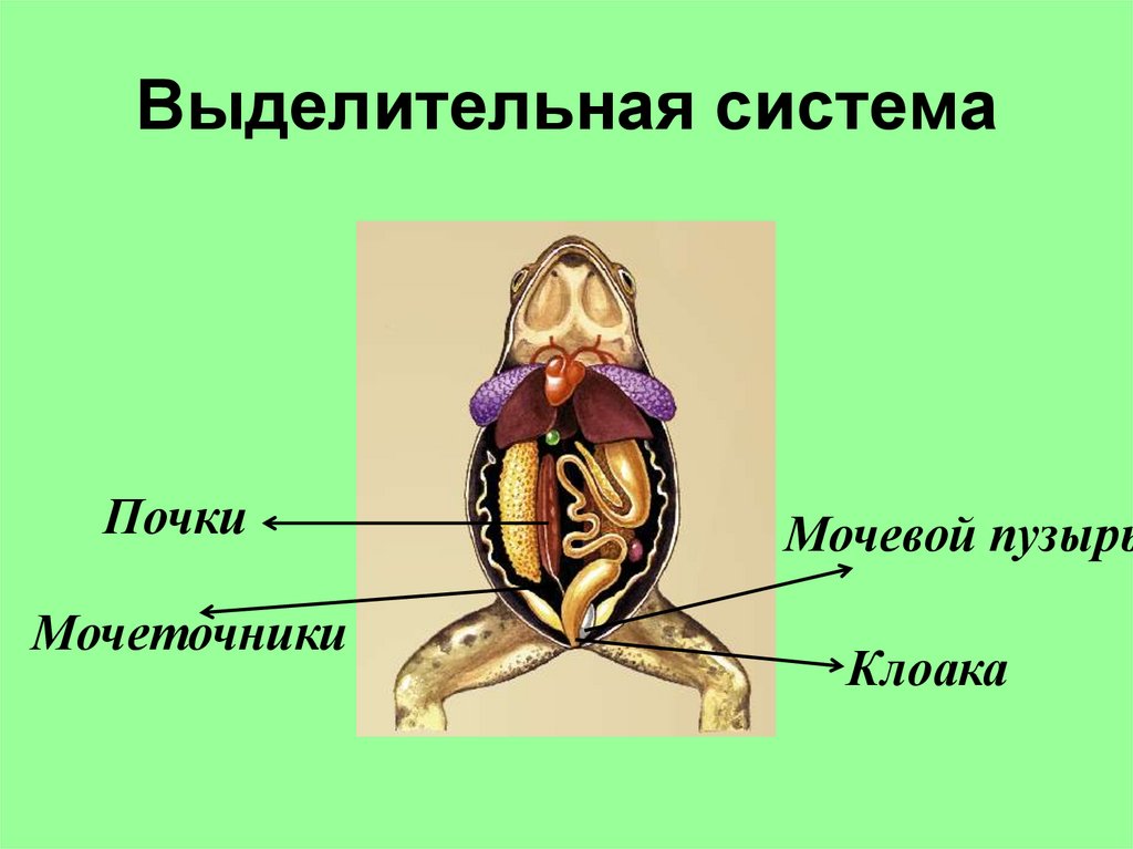 Выделительная система