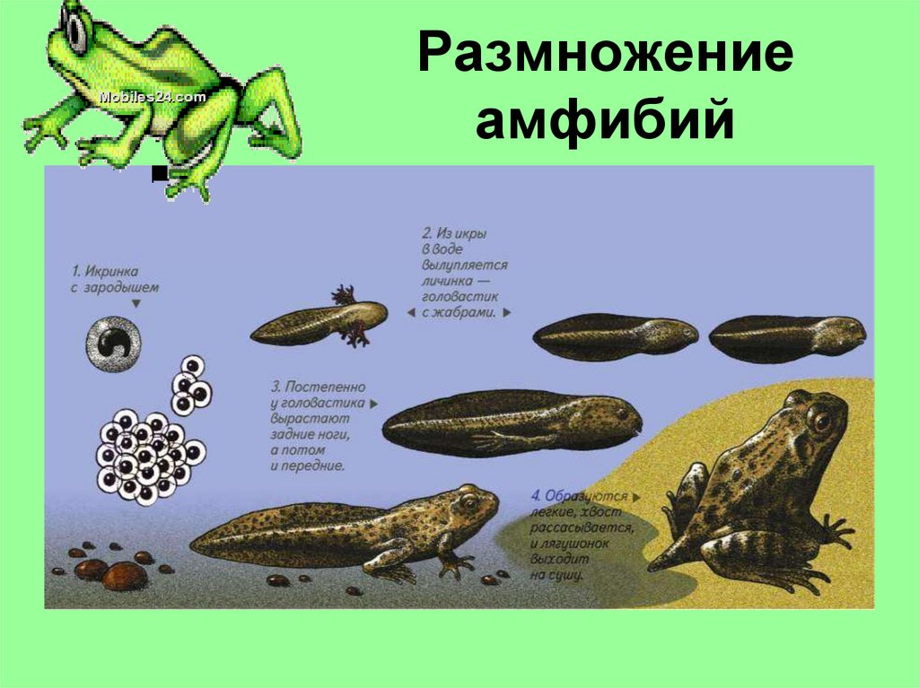 Размножение амфибий