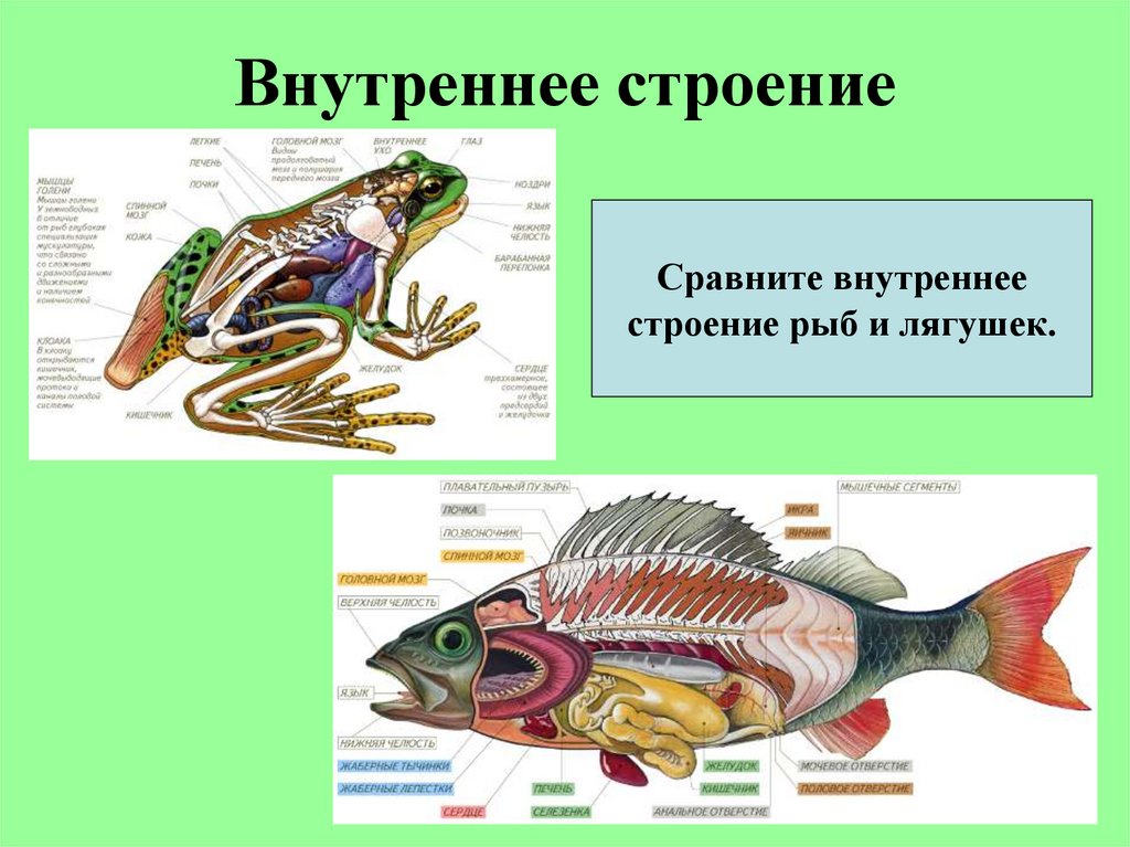 Внутреннее строение