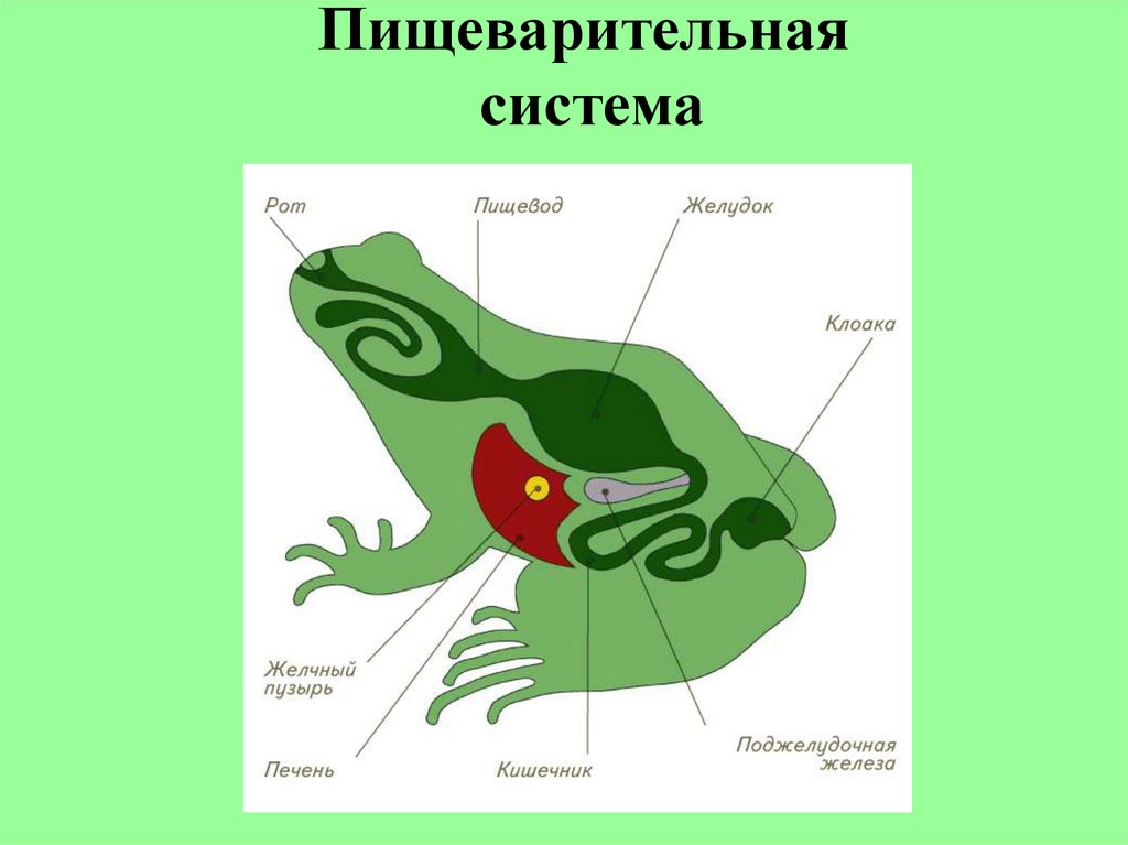 Пищеварительная система