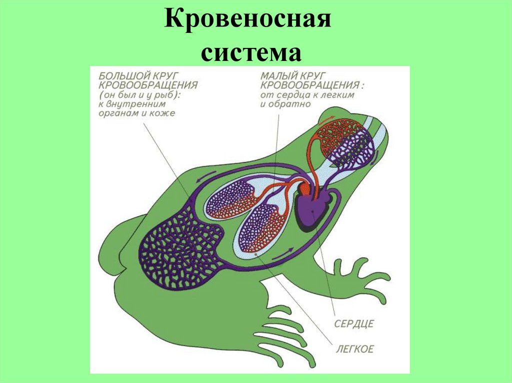 Кровеносная система