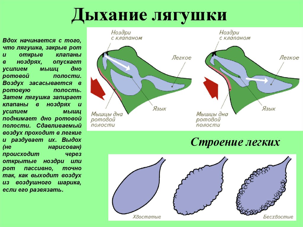 Дыхание лягушки