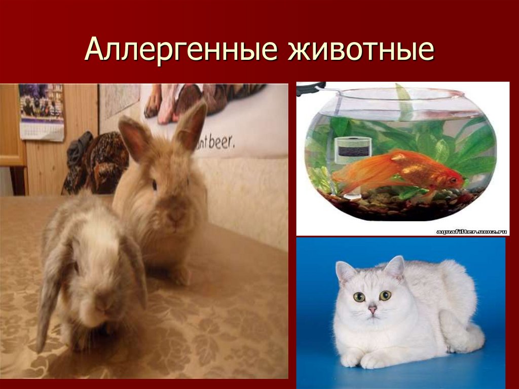 Аллергенные животные