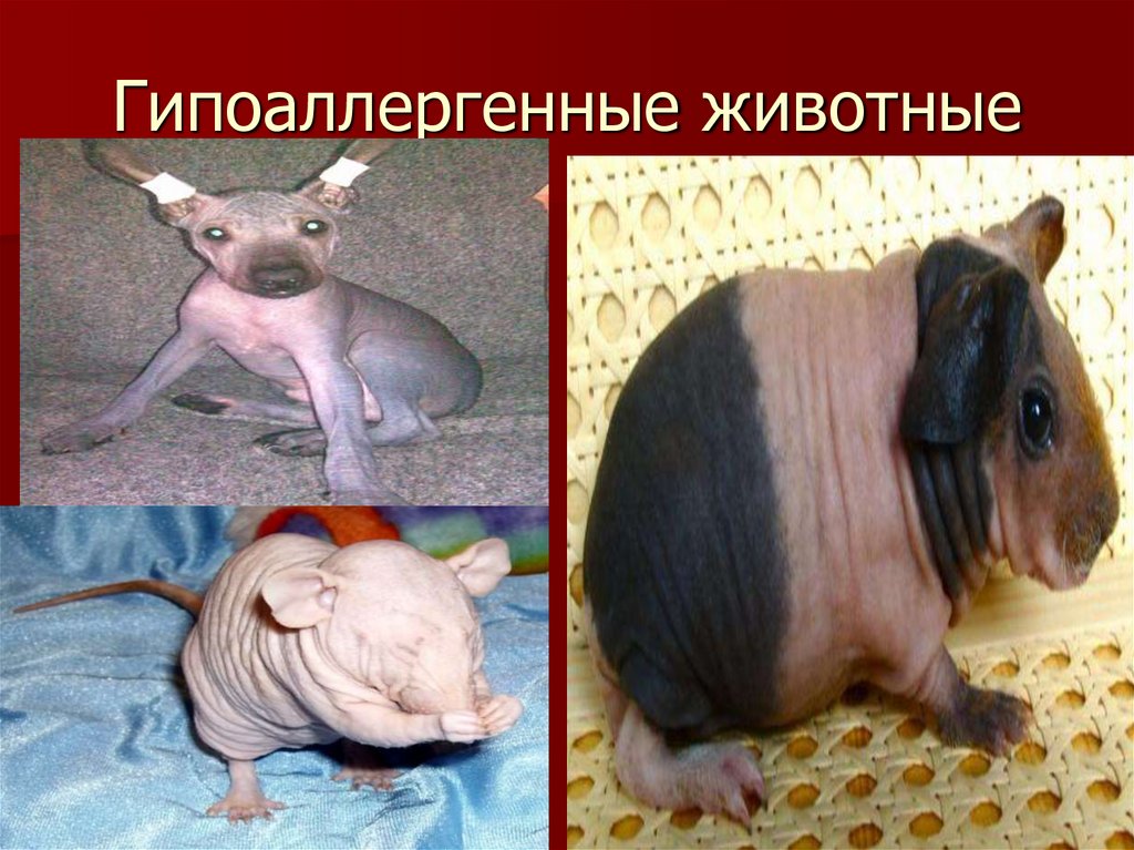 Гипоаллергенные животные