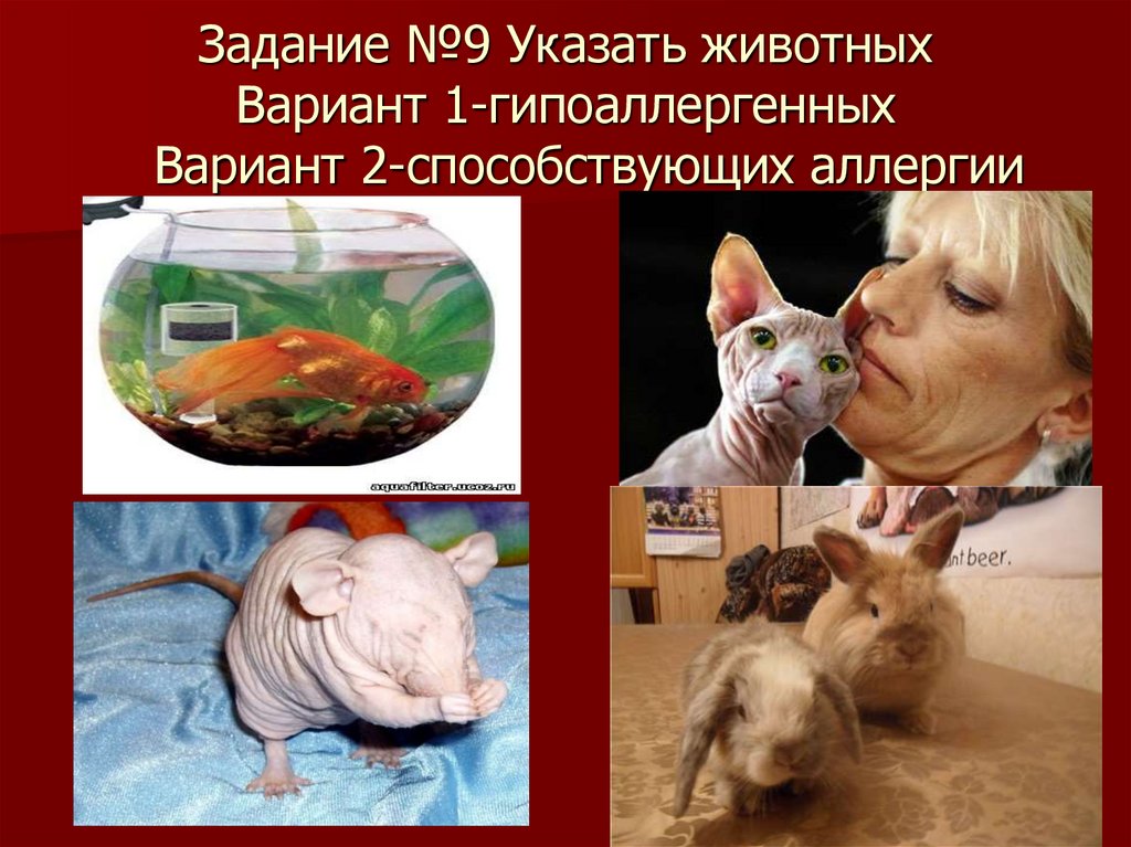 Задание №9 Указать животных Вариант 1-гипоаллергенных Вариант 2-способствующих аллергии