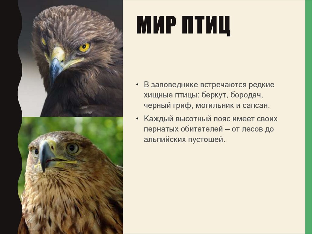 Мир птиц