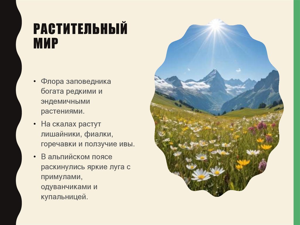 Растительный мир