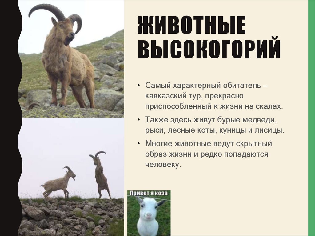 Животные высокогорий