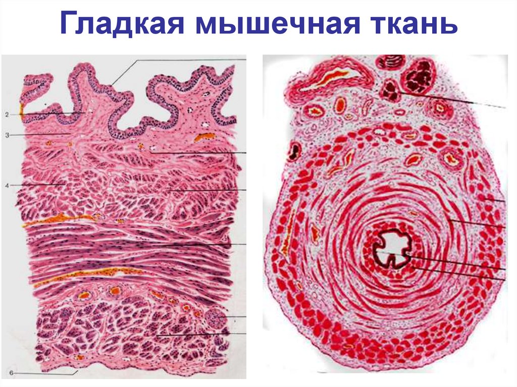 Гладкая мышечная ткань