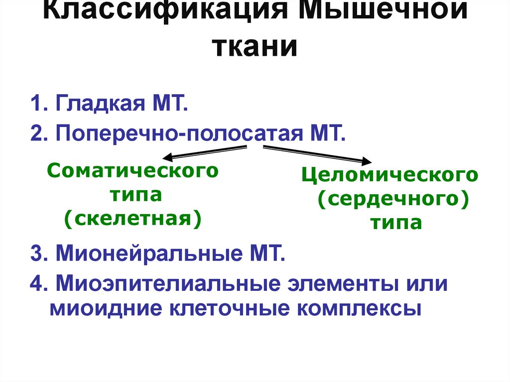 Классификация Мышечной ткани
