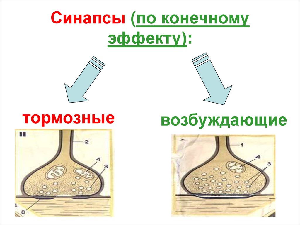 Синапсы (по конечному эффекту):