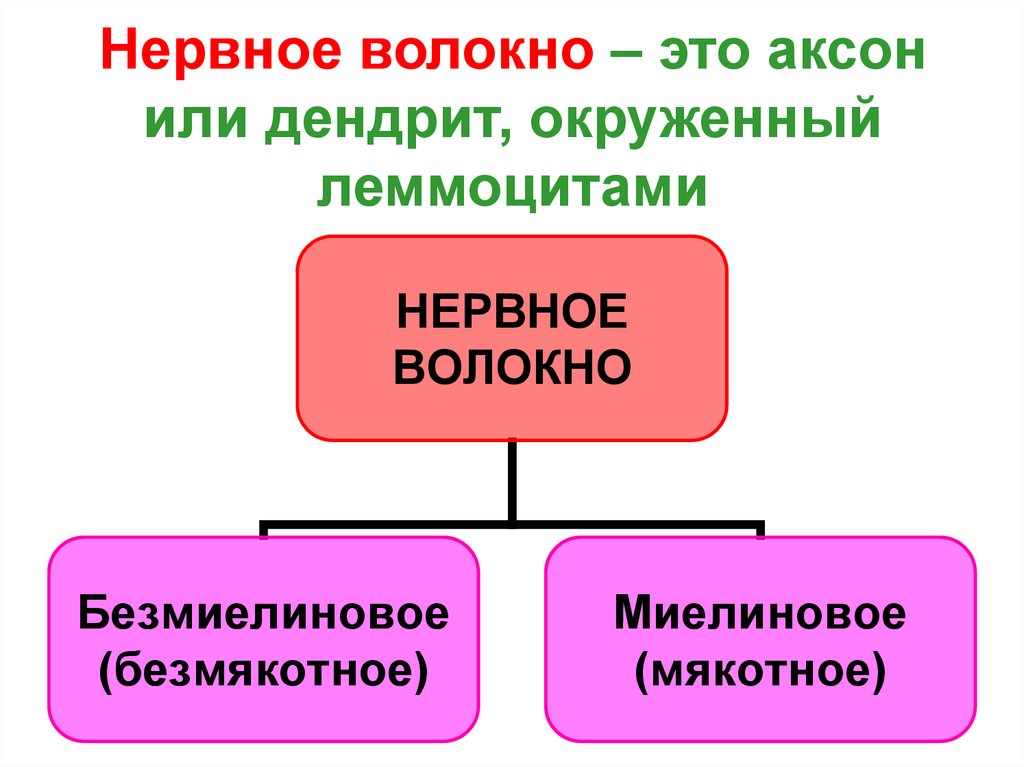 Нервное волокно – это аксон или дендрит, окруженный леммоцитами