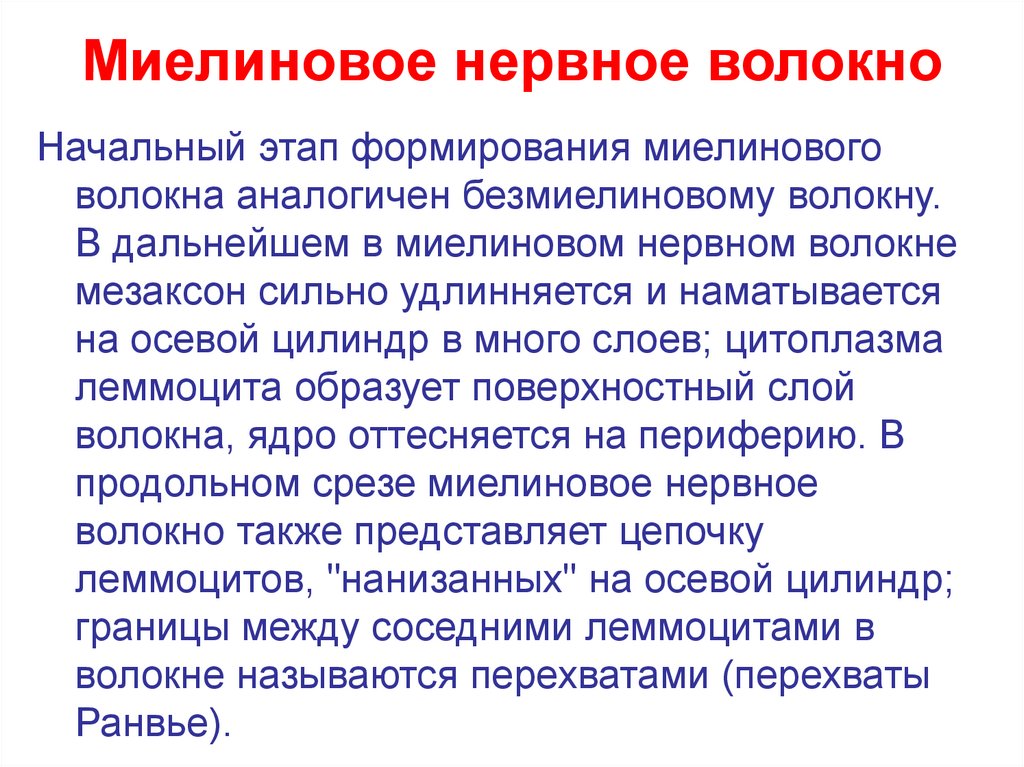 Миелиновое нервное волокно
