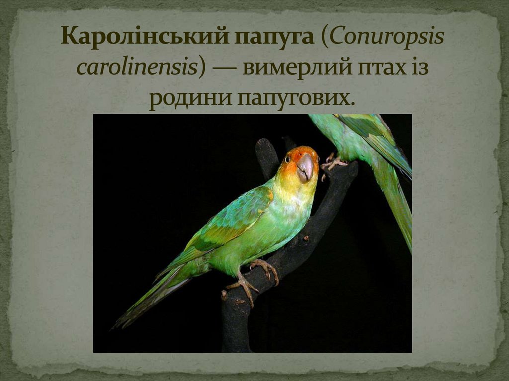 Каролінський папуга (Conuropsis carolinensis) — вимерлий птах із родини папугових.