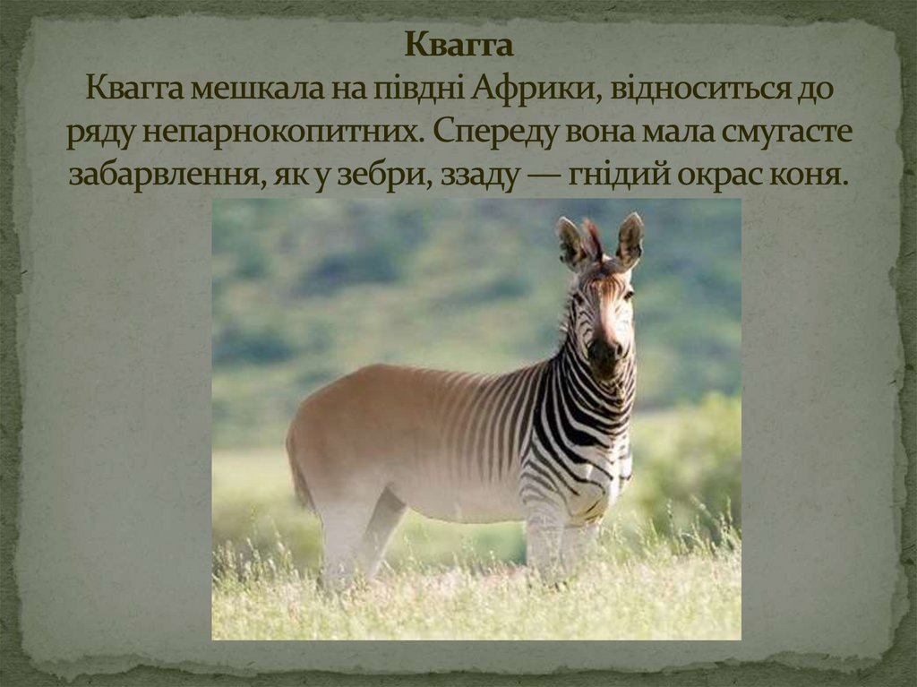 Квагга Квагга мешкала на півдні Африки, відноситься до ряду непарнокопитних. Спереду вона мала смугасте забарвлення, як