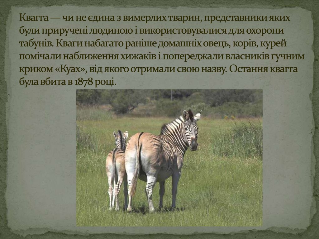 Квагга — чи не єдина з вимерлих тварин, представники яких були приручені людиною і використовувалися для охорони табунів. Кваги