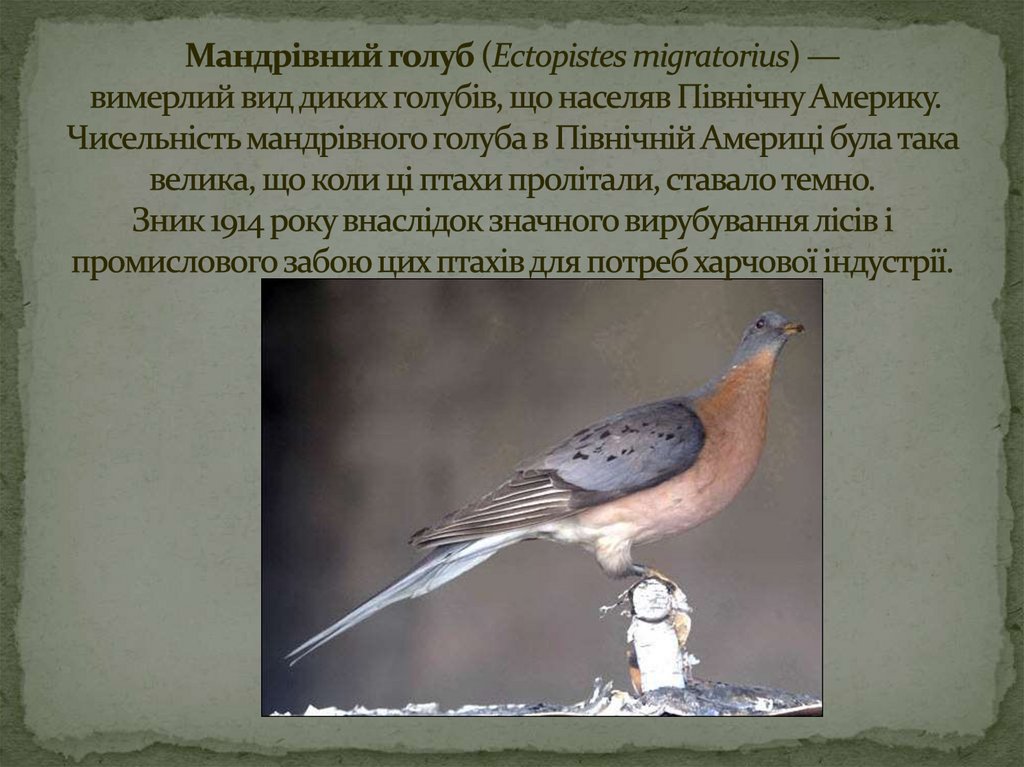 Мандрівний голуб (Ectopistes migratorius) — вимерлий вид диких голубів, що населяв Північну Америку. Чисельність мандрівного